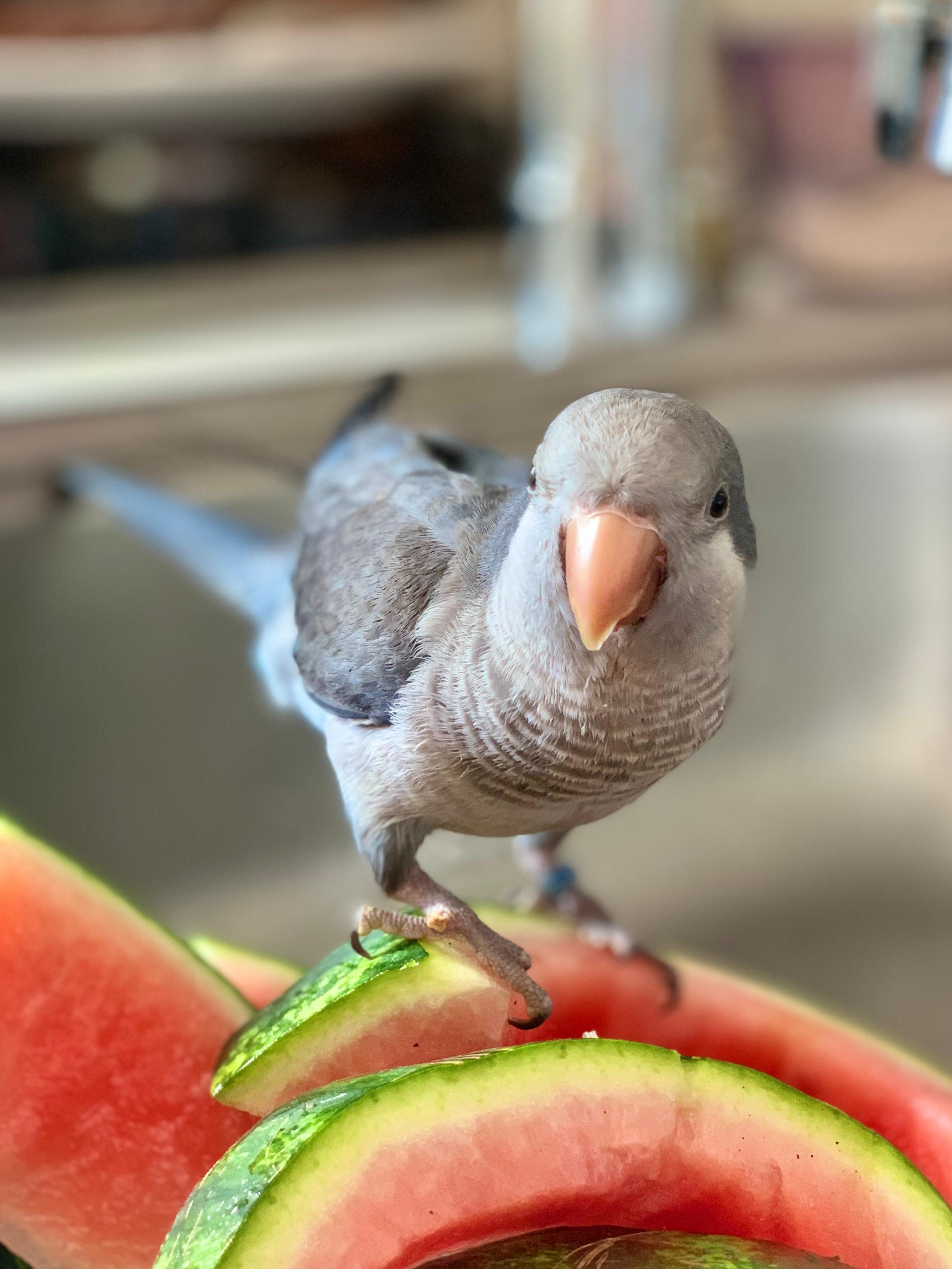 Ciccio