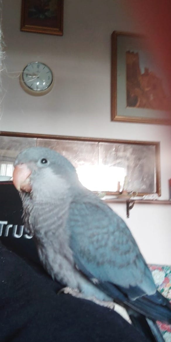 Ciccio