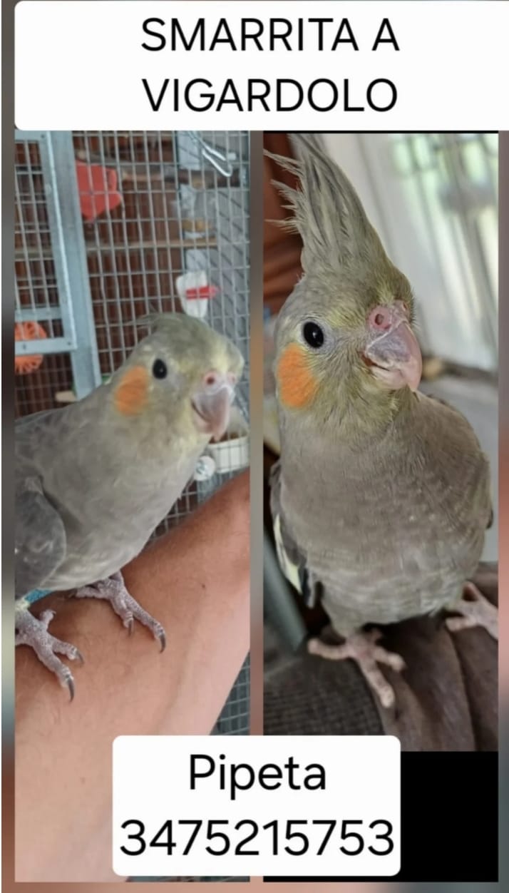 PIPETA