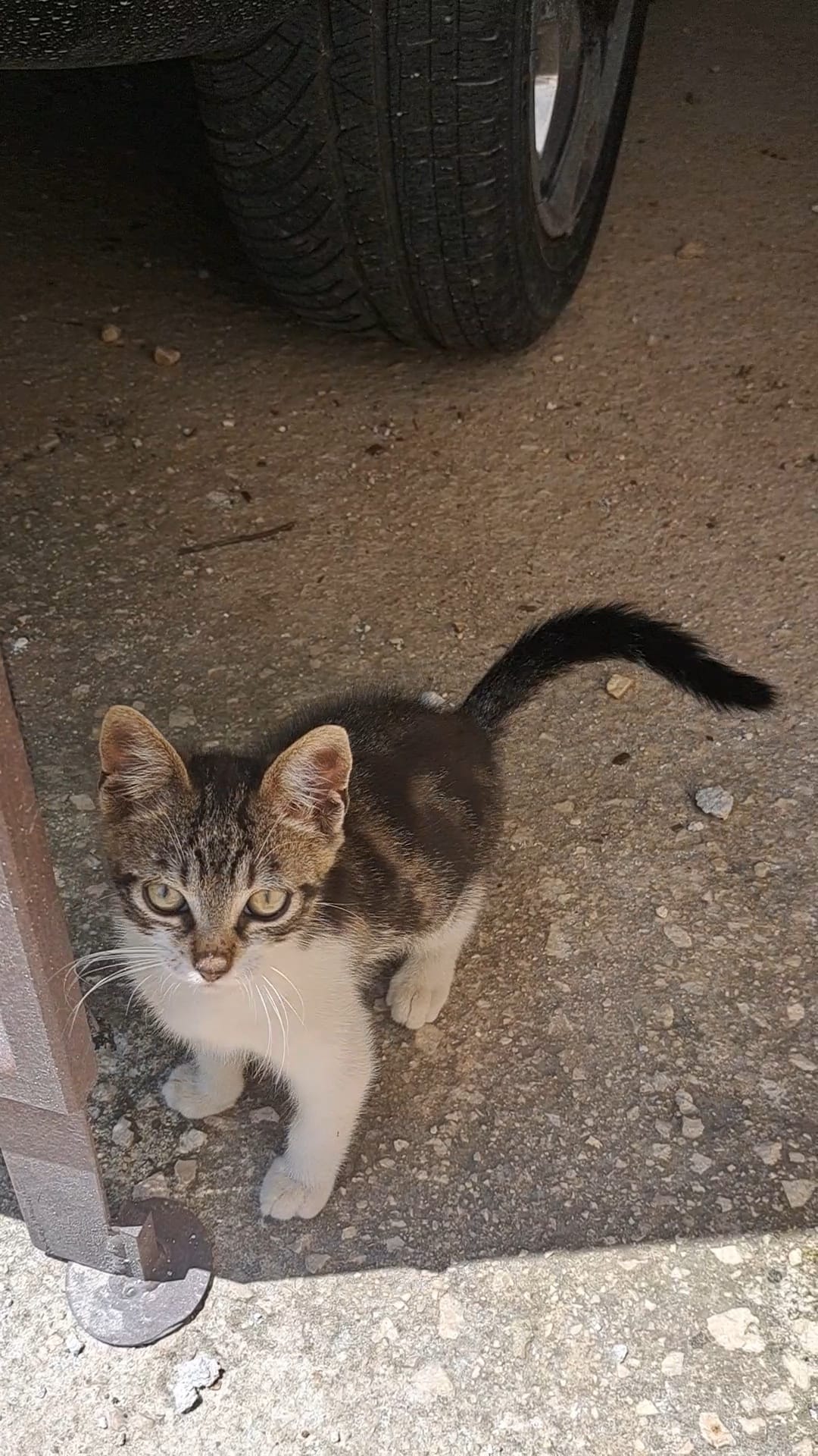 Micio