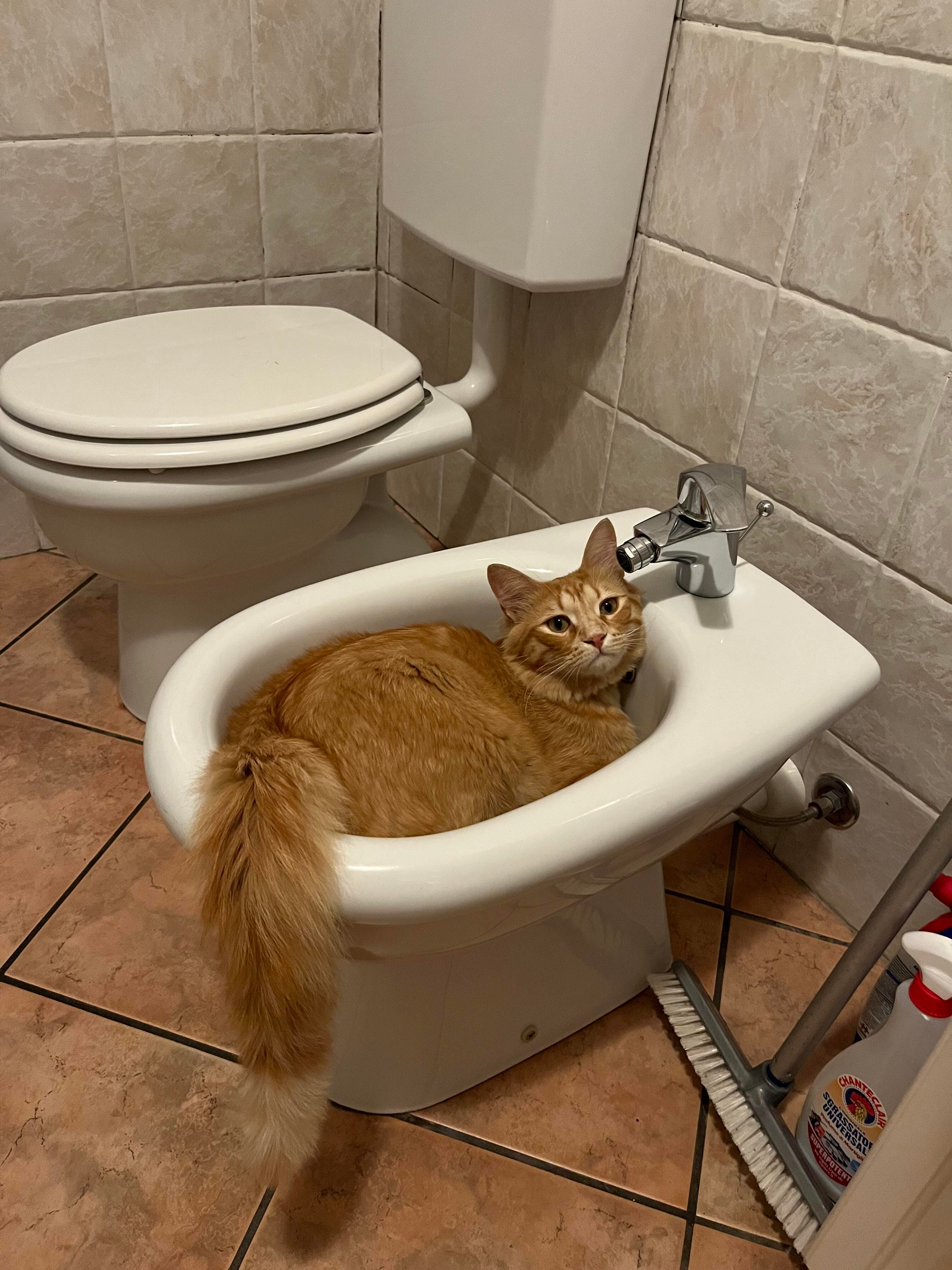 Potty