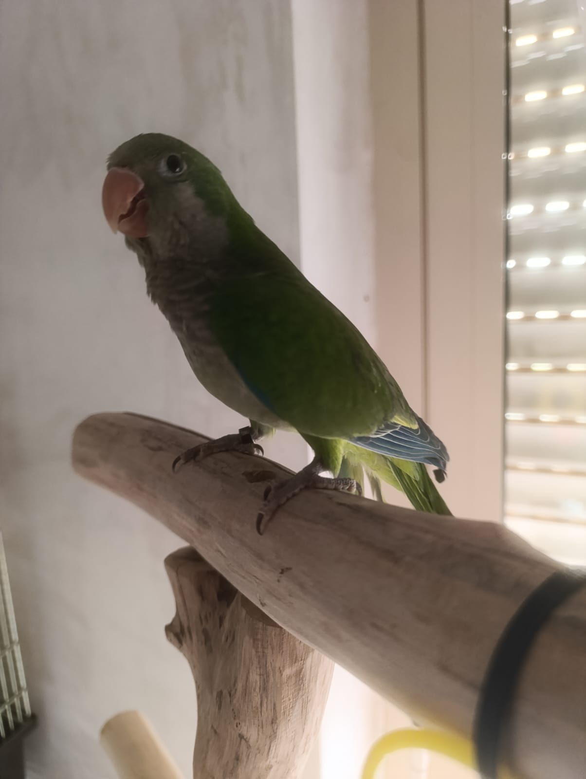 Dino