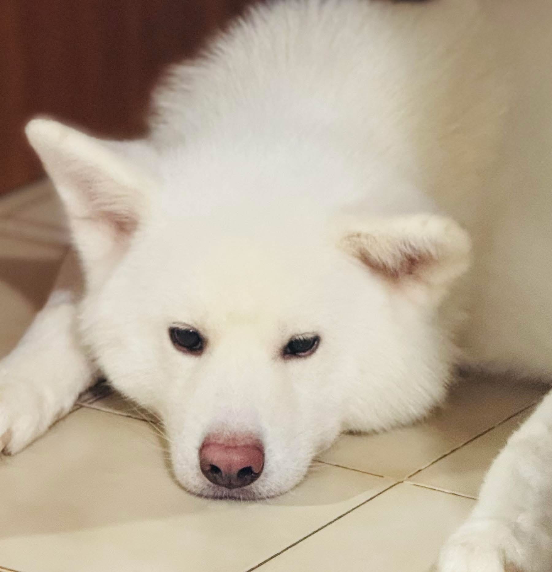 Loki