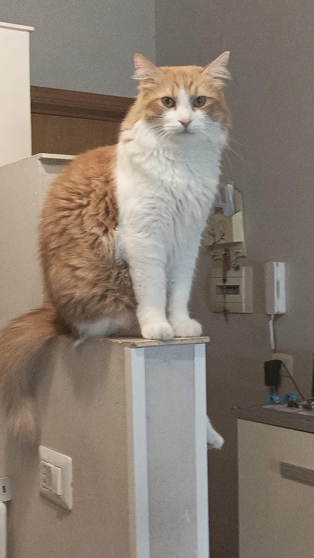 Micetto