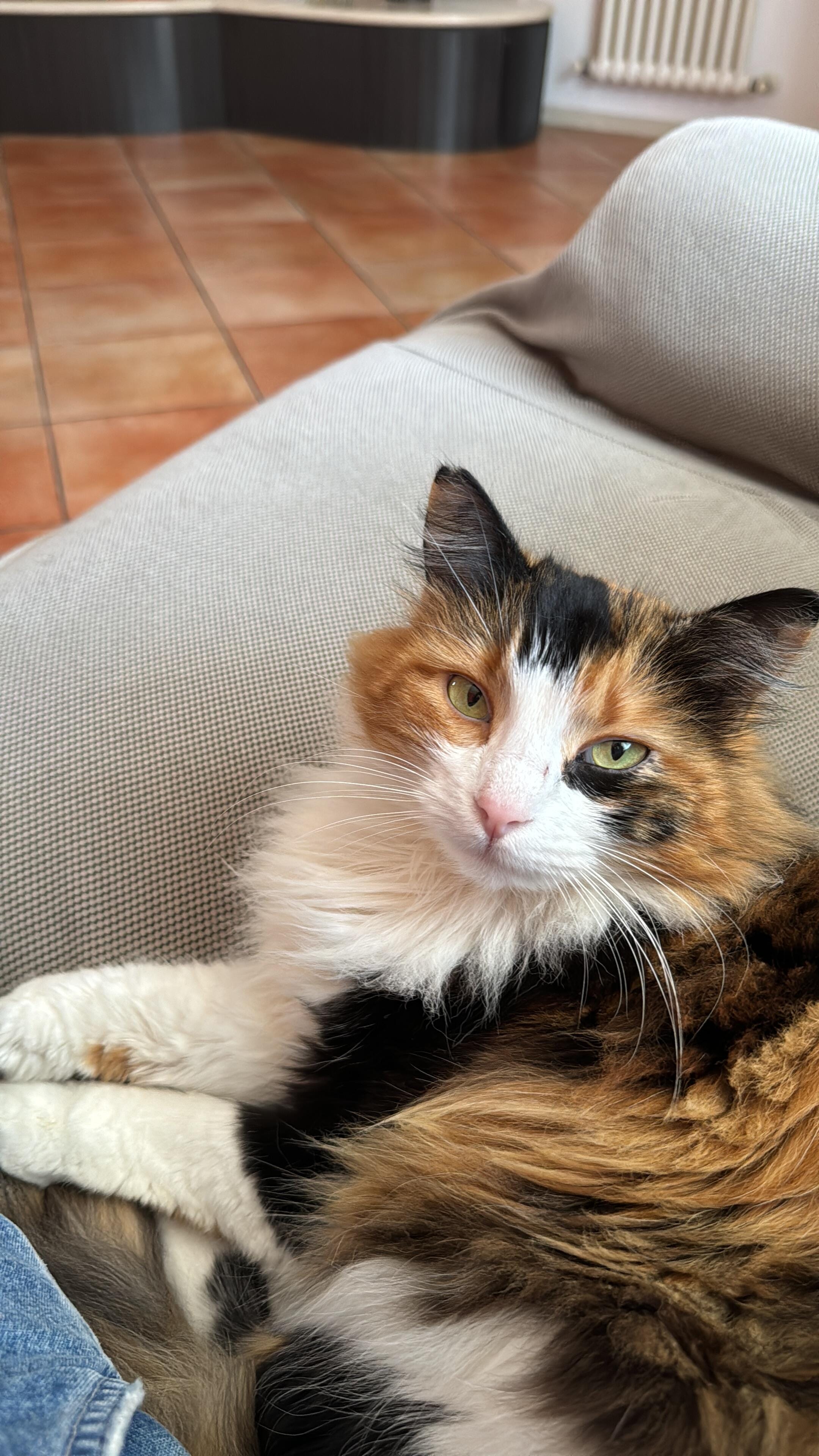 Stella