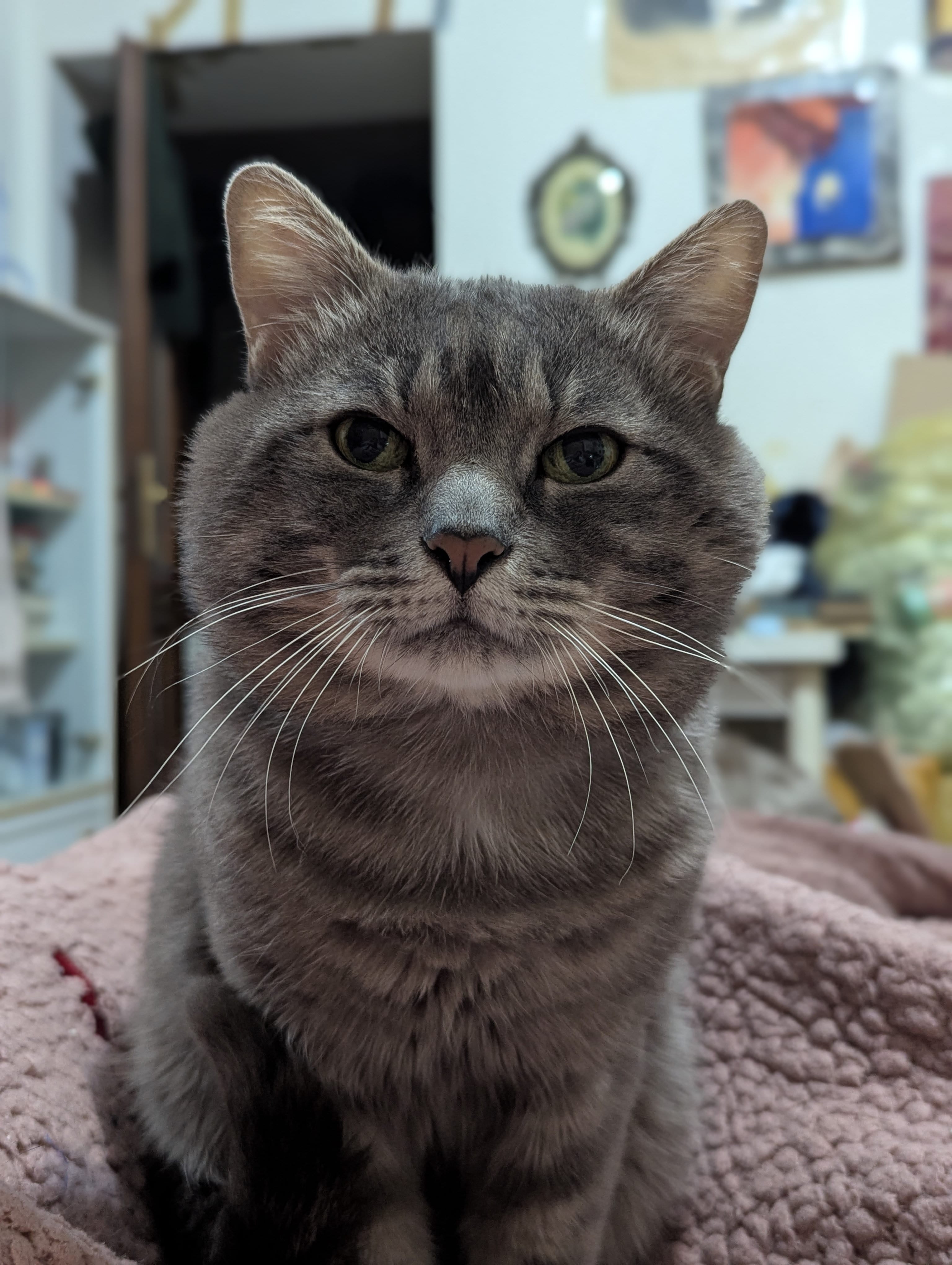 Cesare