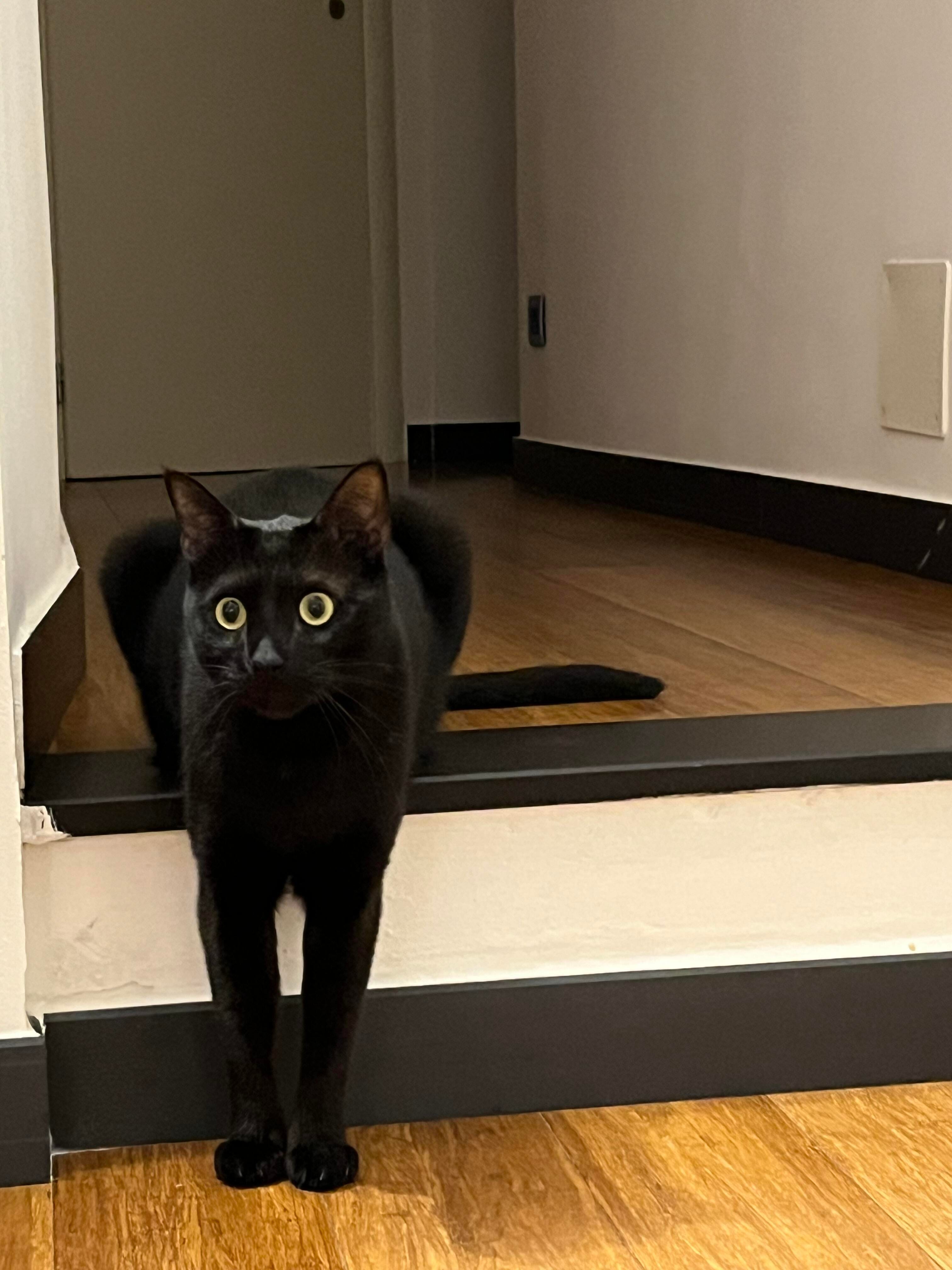 Zorro