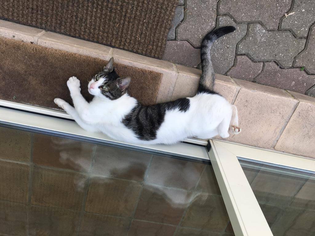 PIPPO