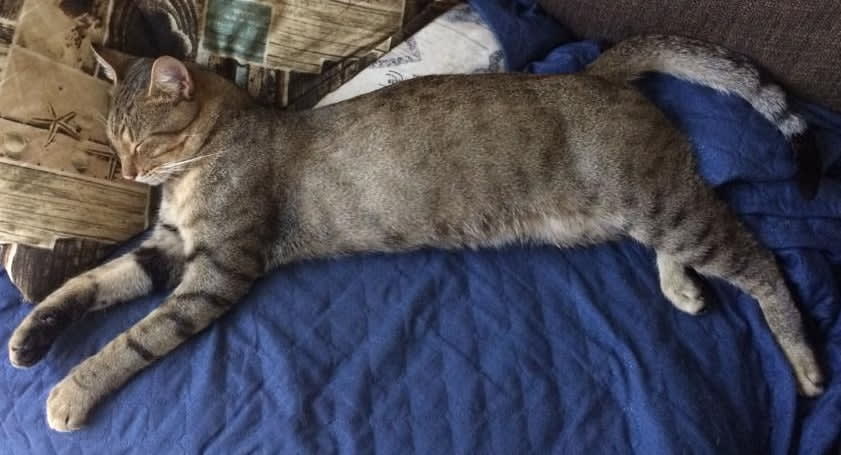 SIMBA