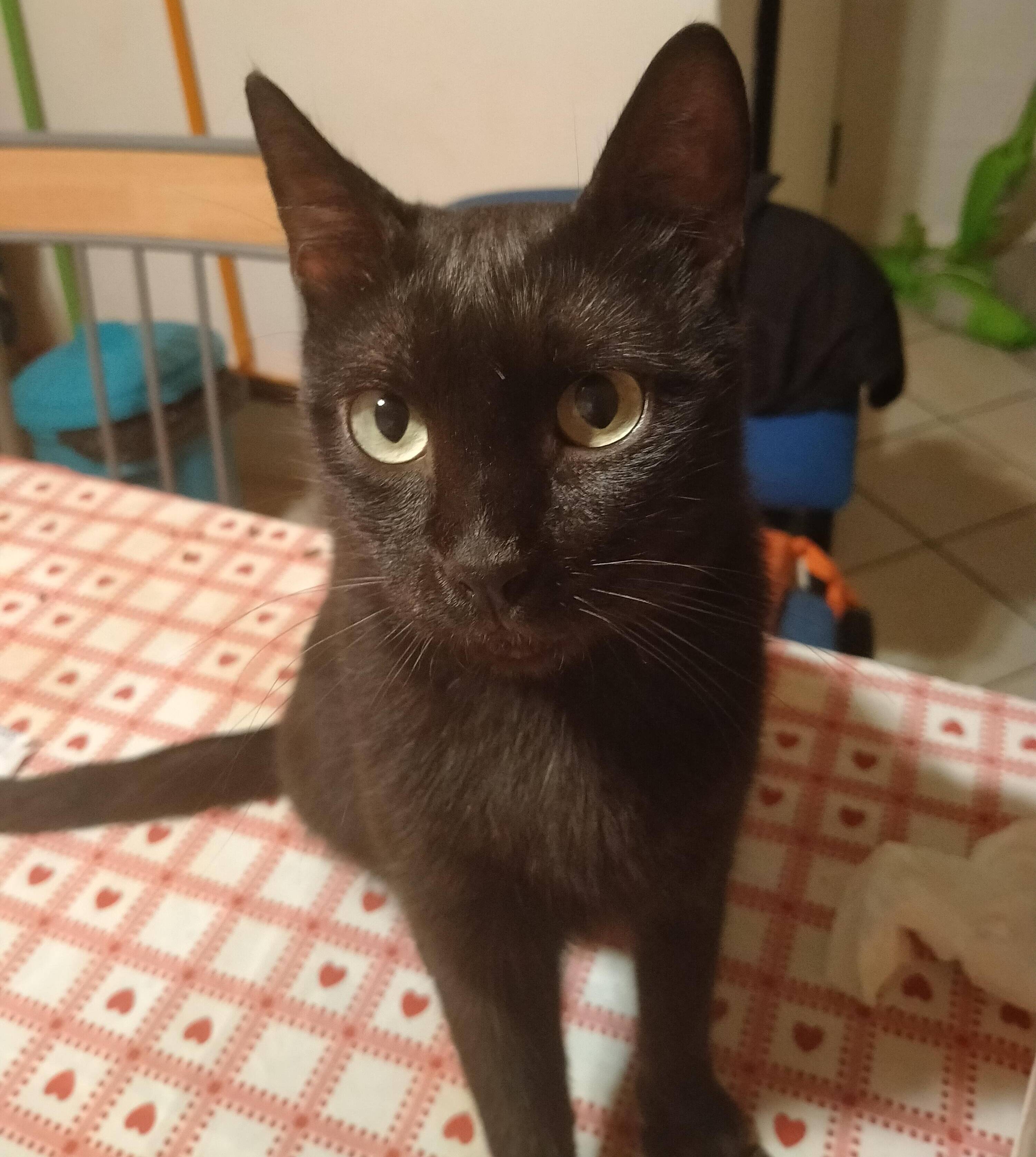 PANTERINO