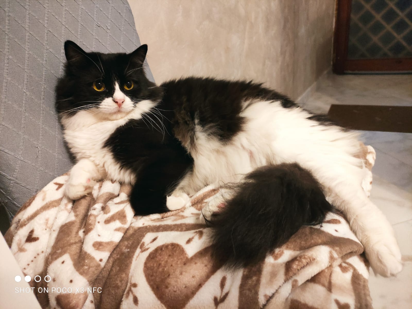 GINO