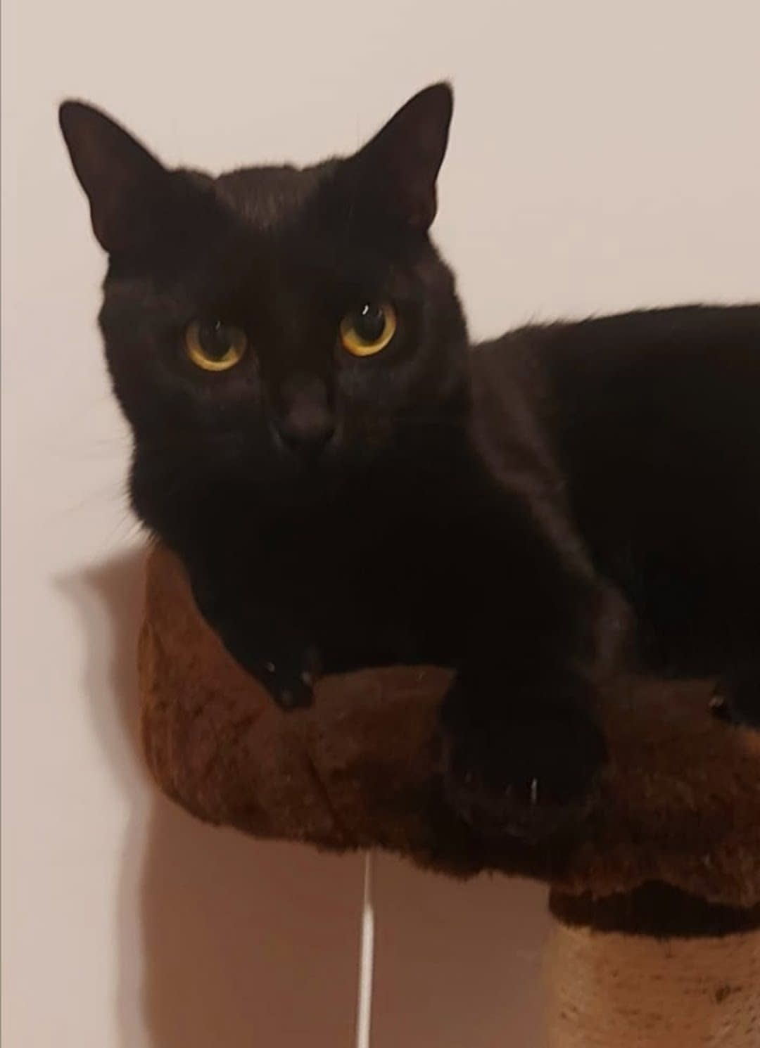 KOKO