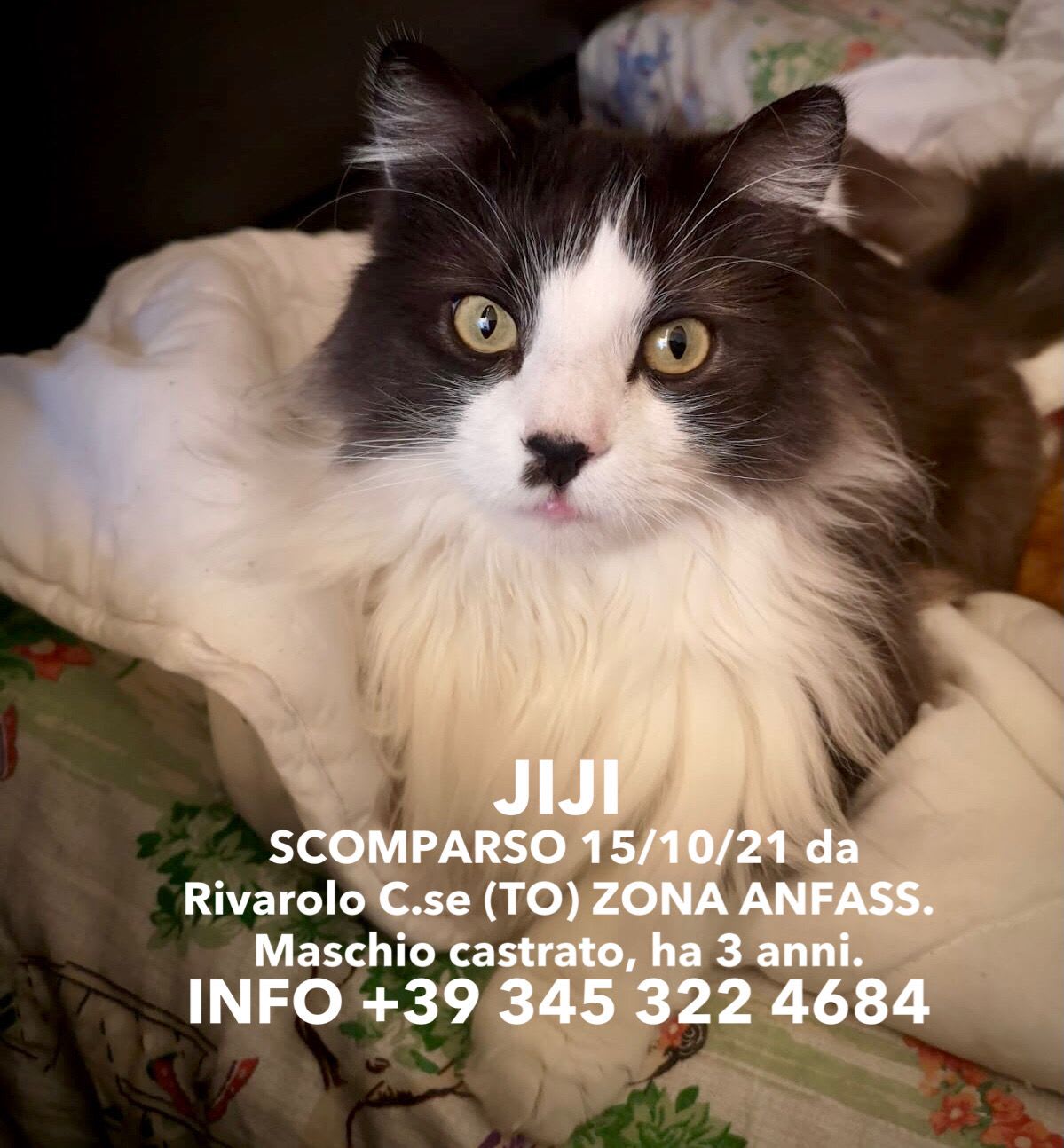 Jiji