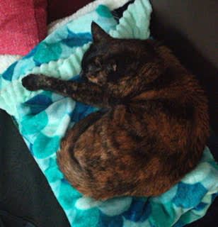 Cicaletta