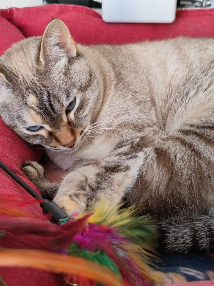 Nemesi