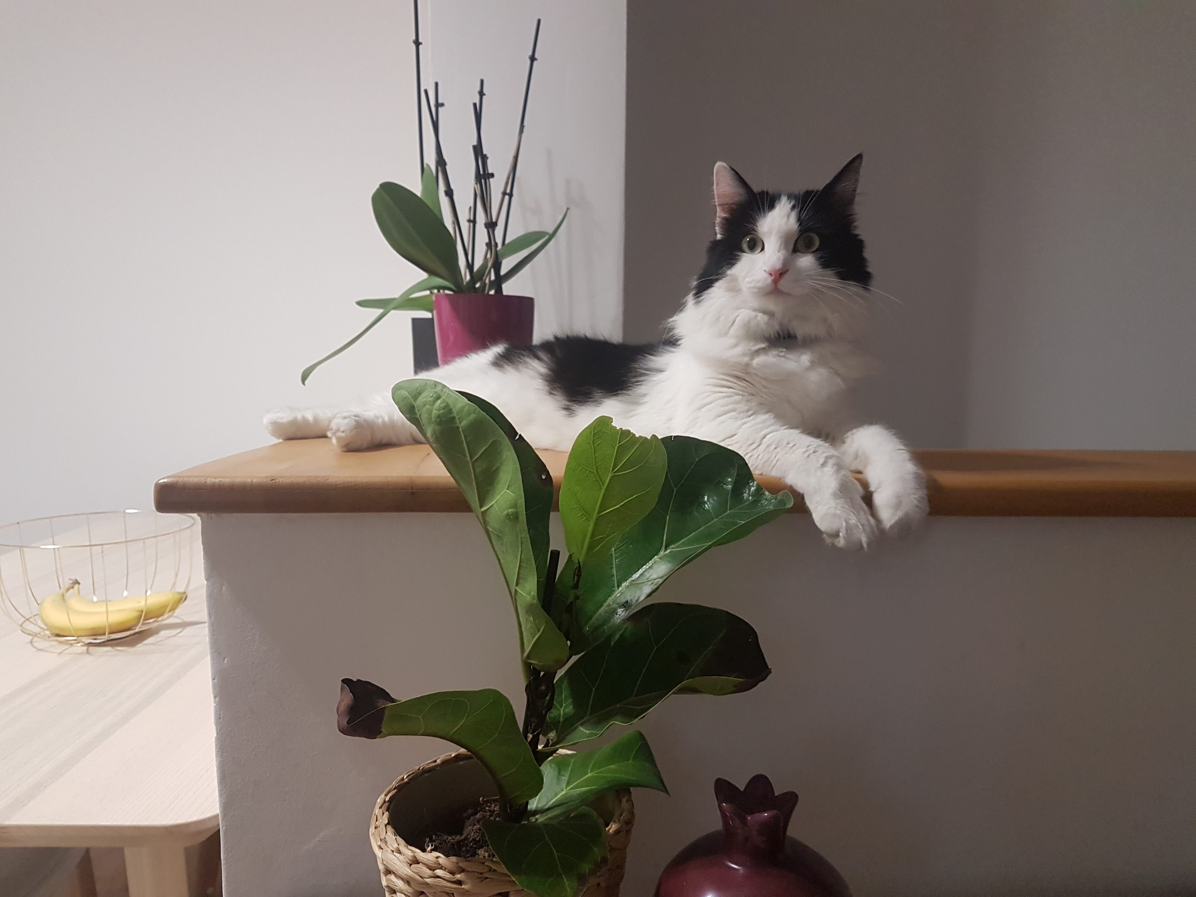 Kiwi