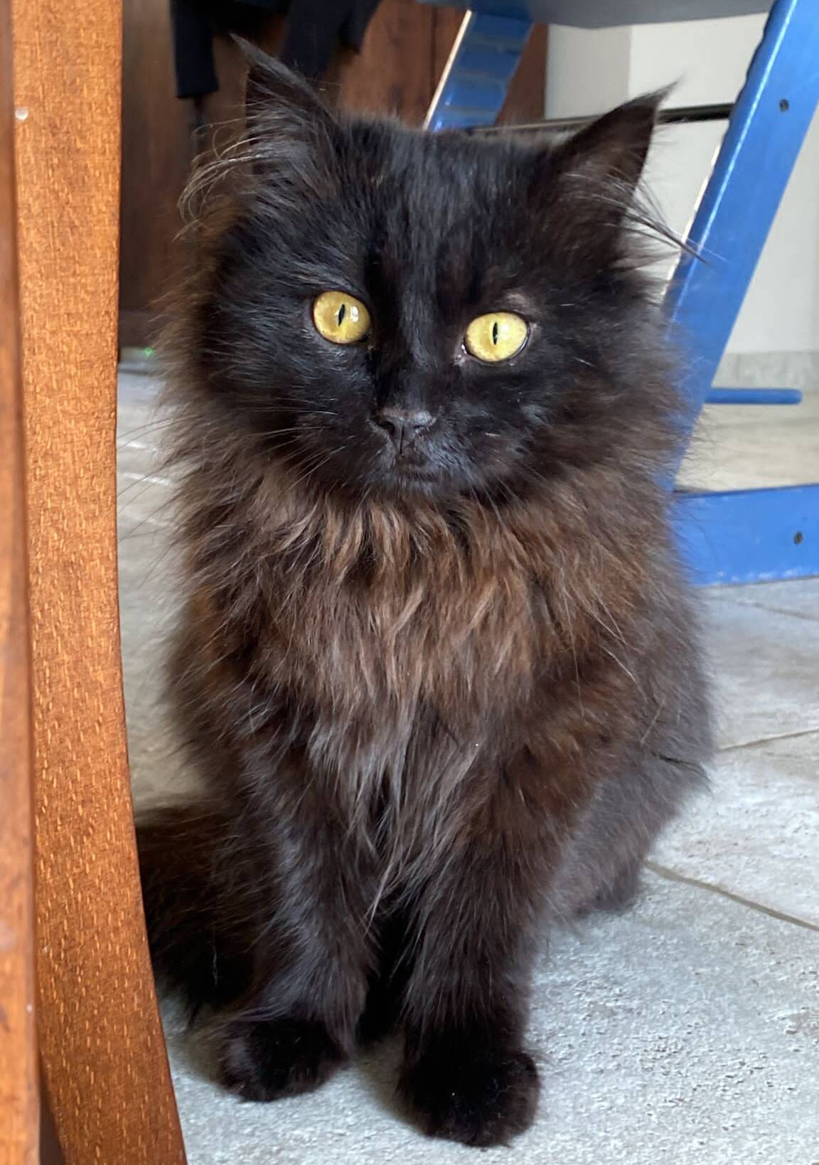 Blacky
