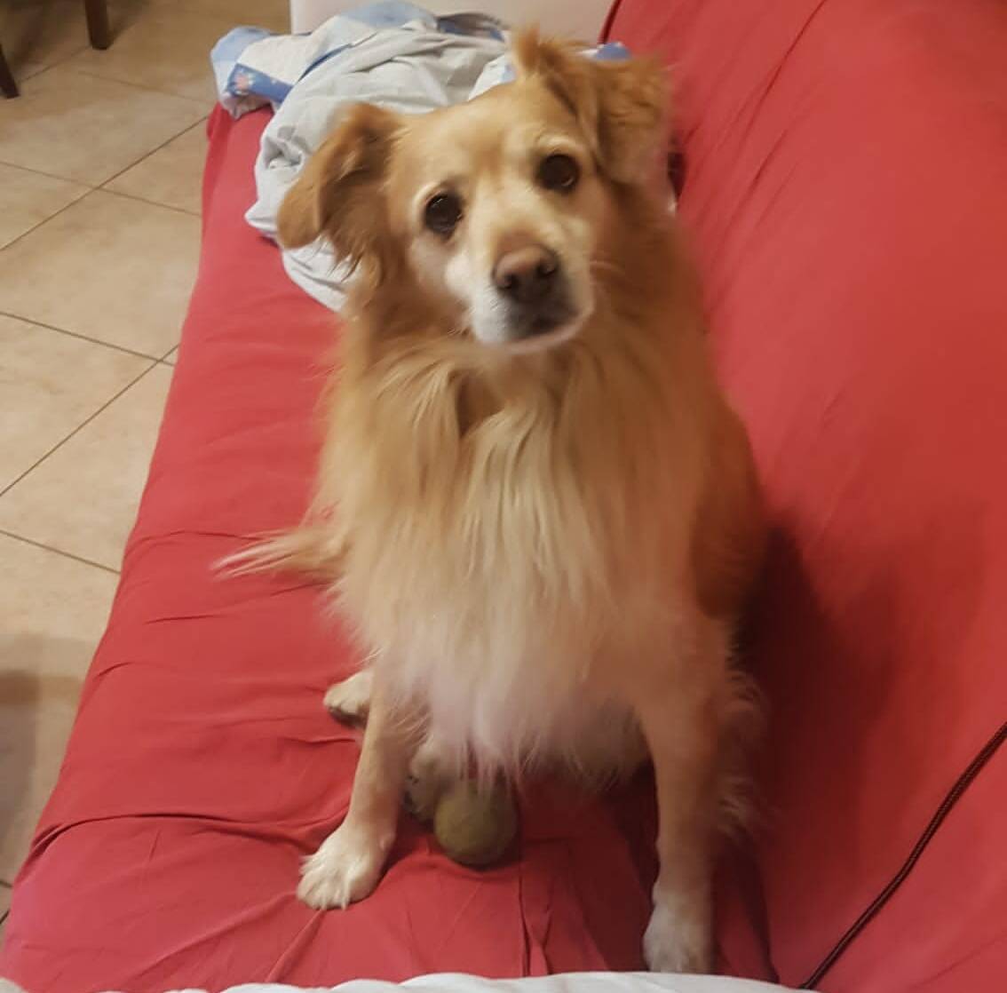 Tedi