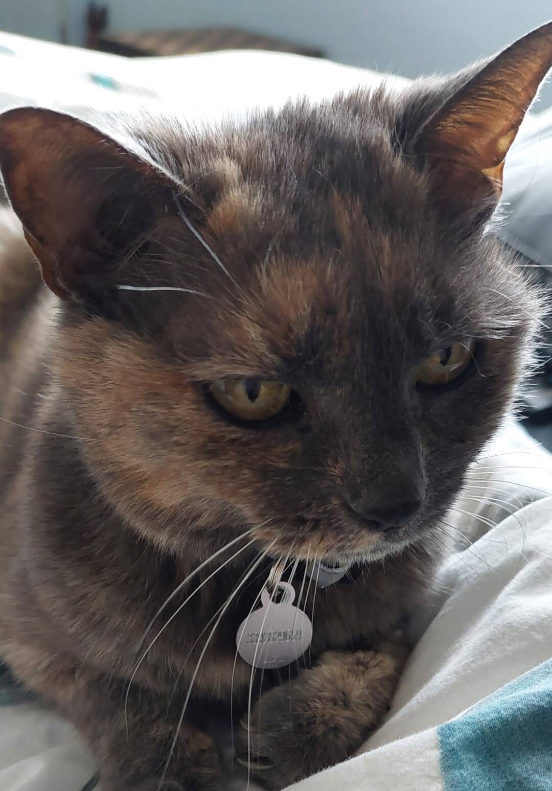 MARGOT