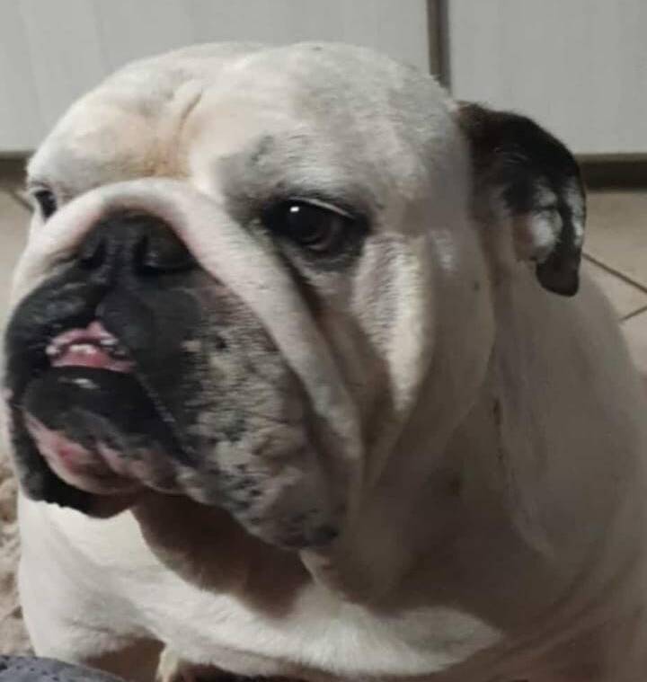 Cesare
