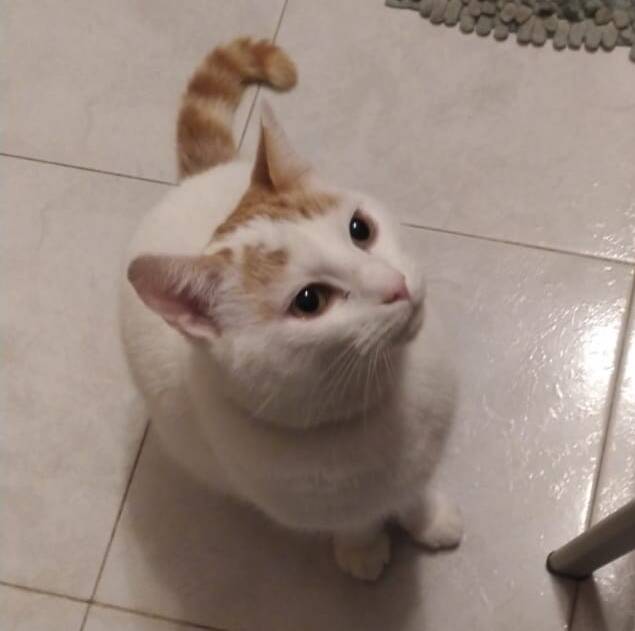 Mojito