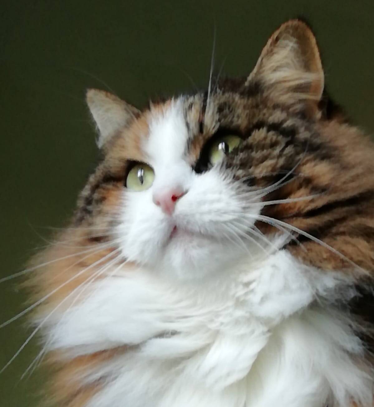 Pippa