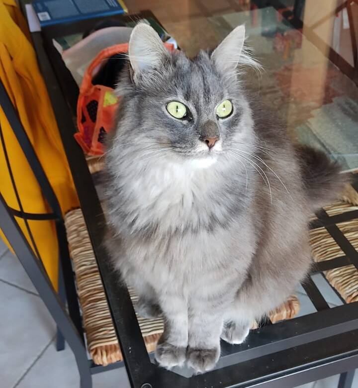 Micia