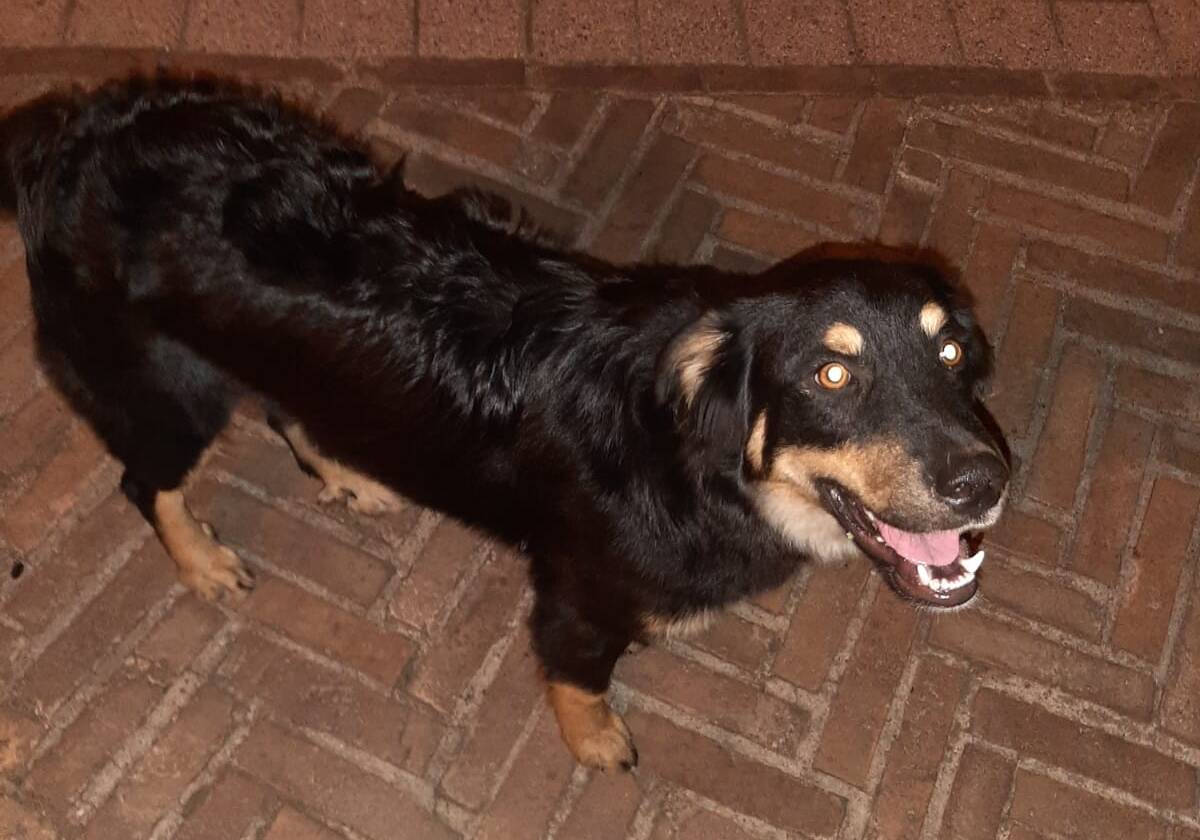 Hector