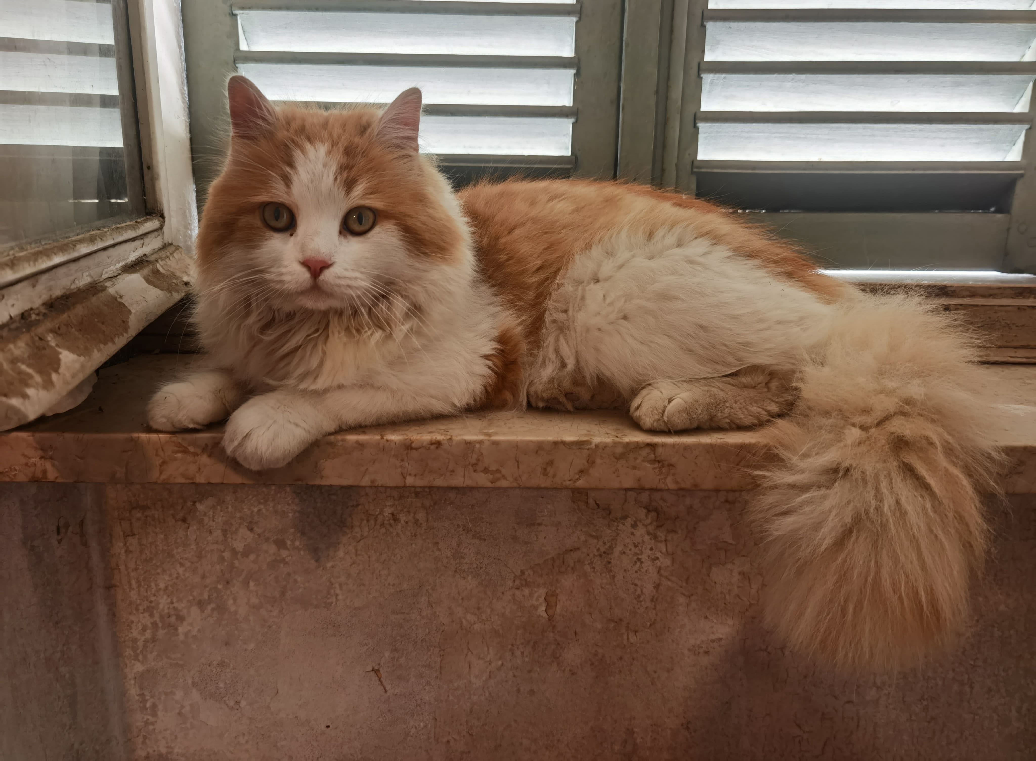 George (TOFIK)