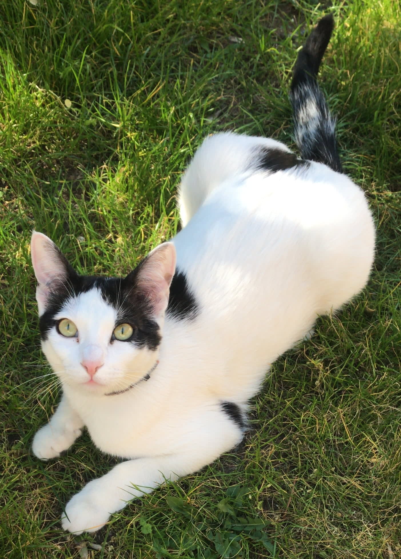COCO