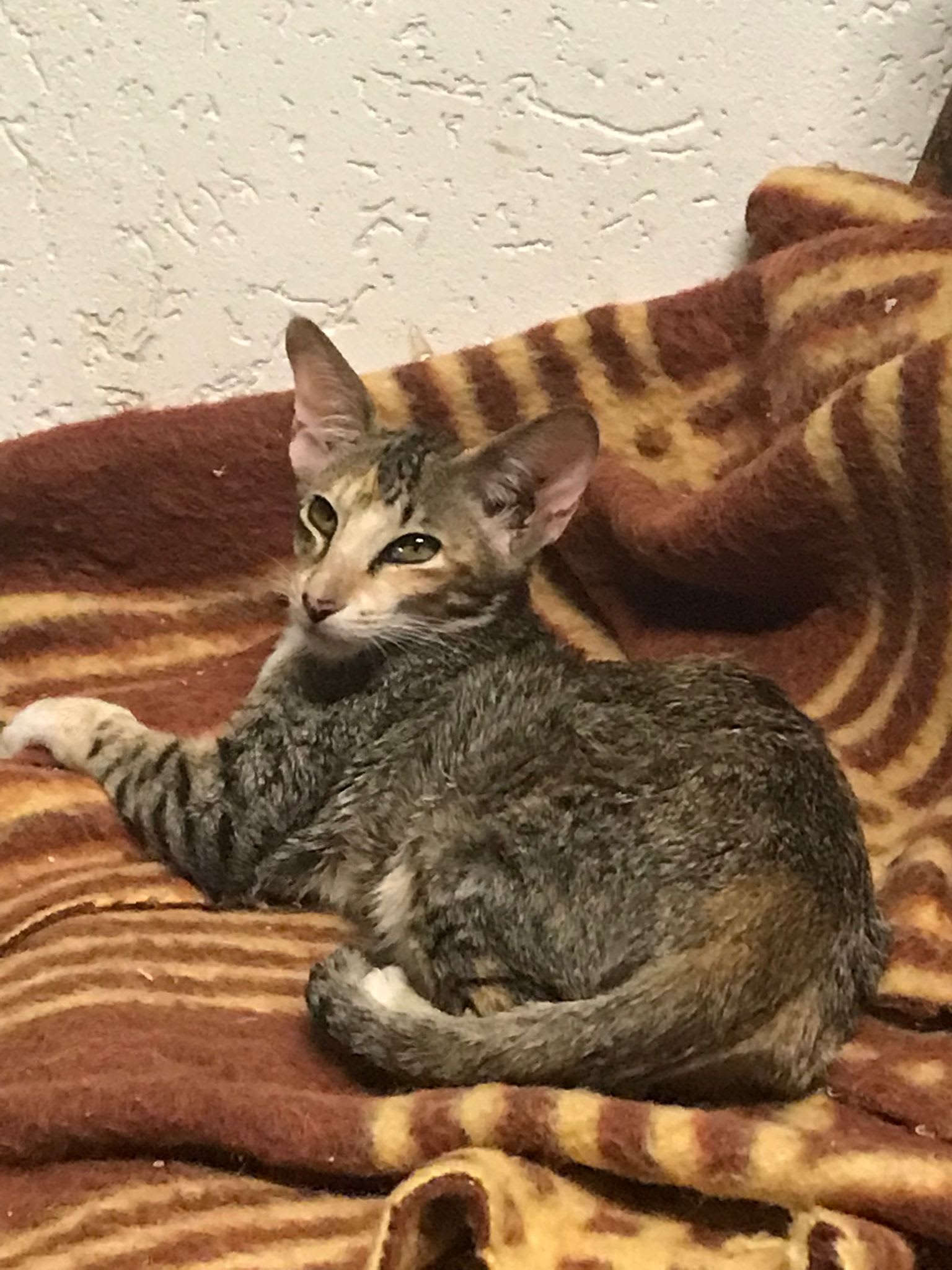 Iris