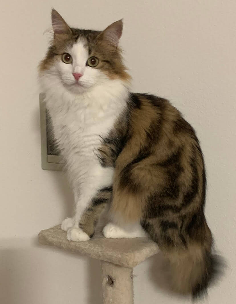 Milo