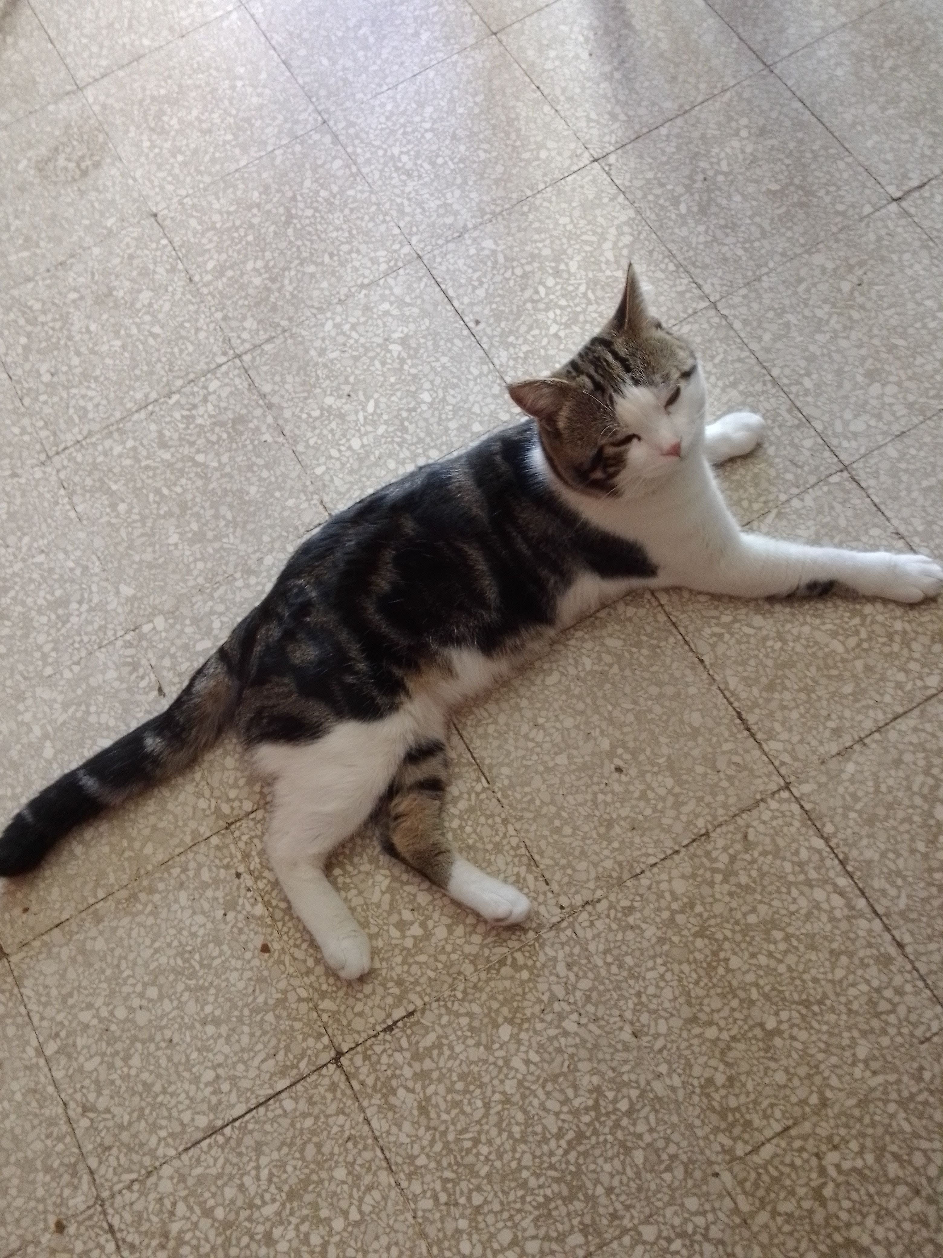 Lella