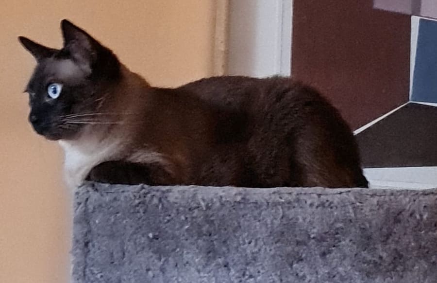 Zelda
