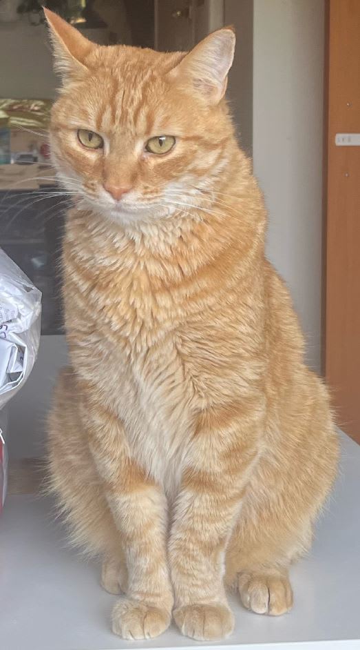 Harvey