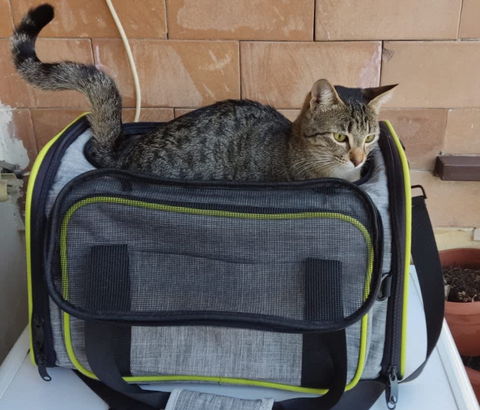 Muffola