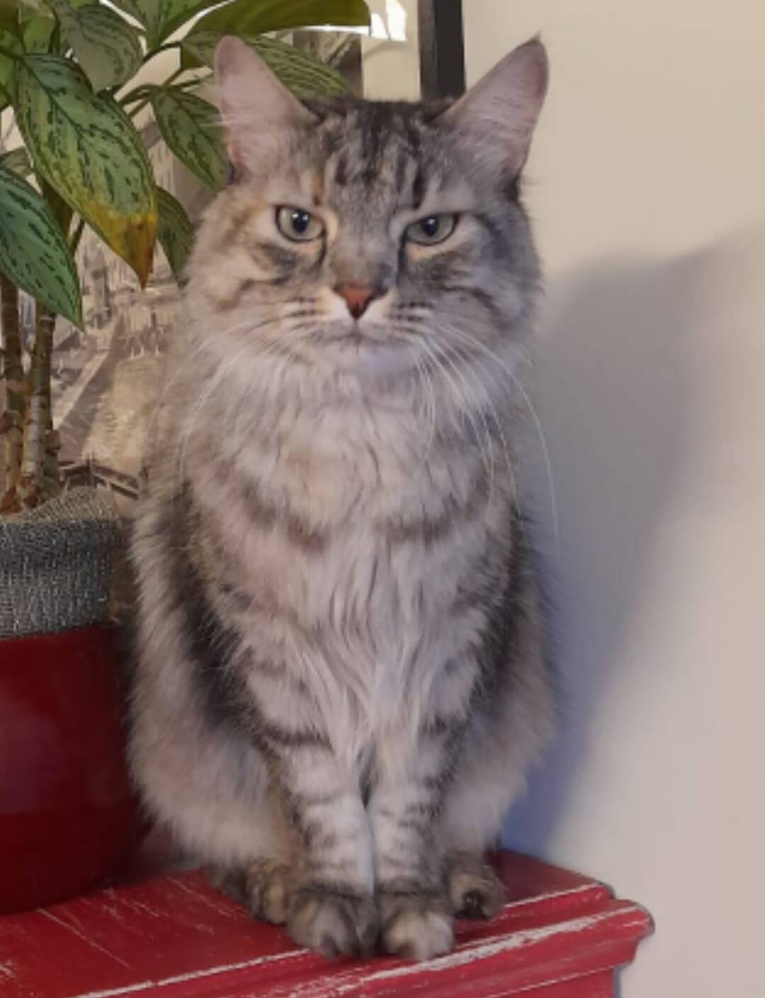 Kira