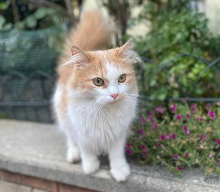 Romeo