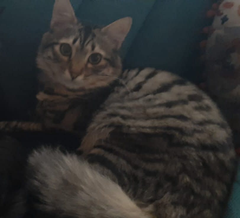 Mimì