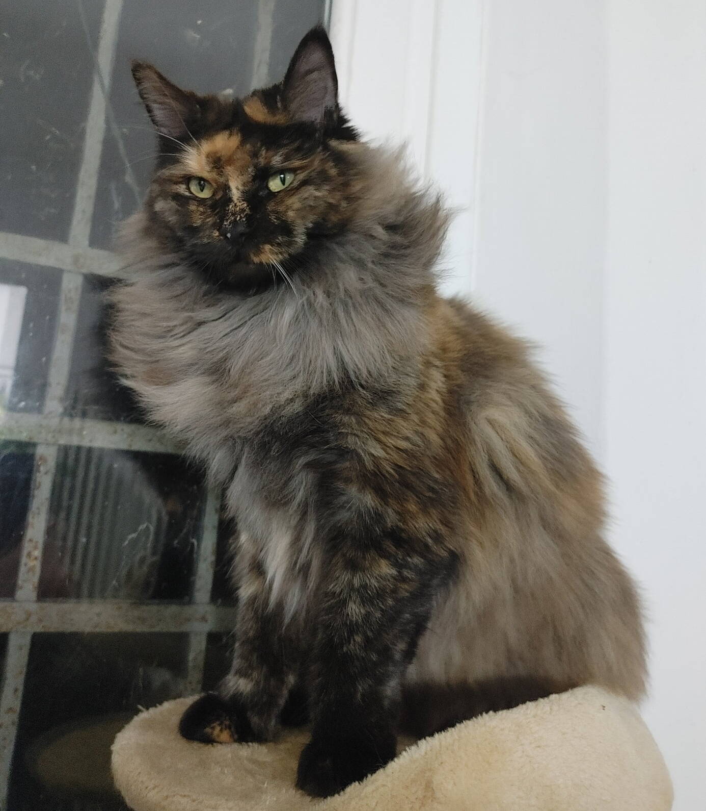 kira