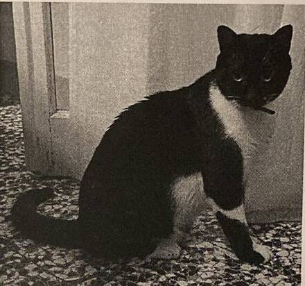Polpetta