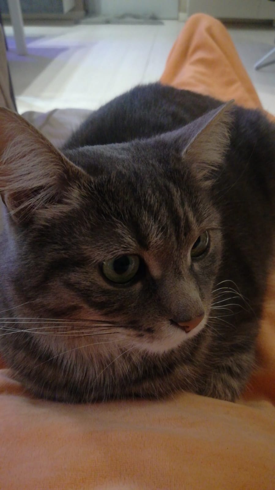 SOFY