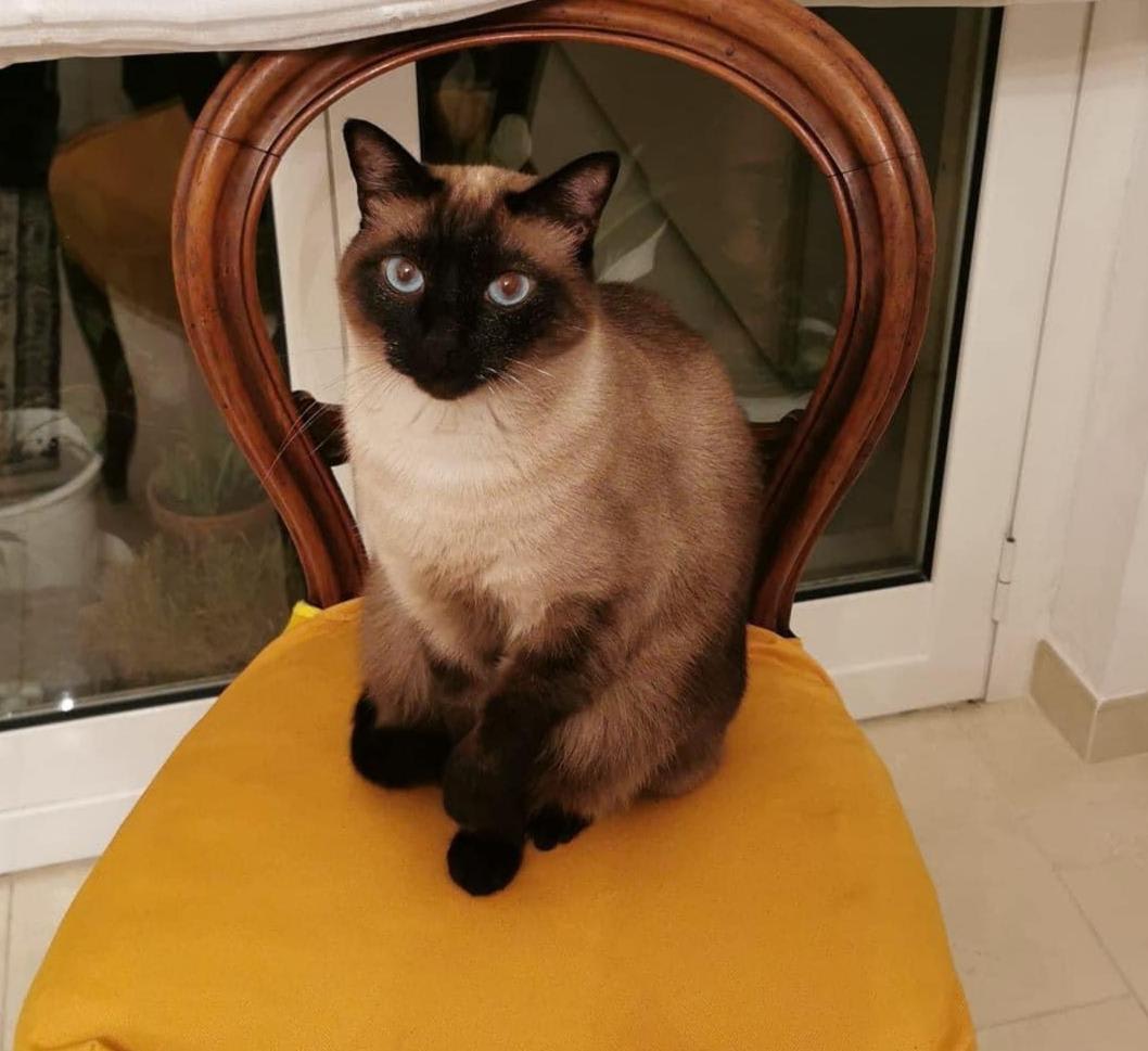 Artù