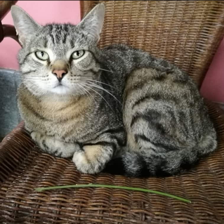 Mango