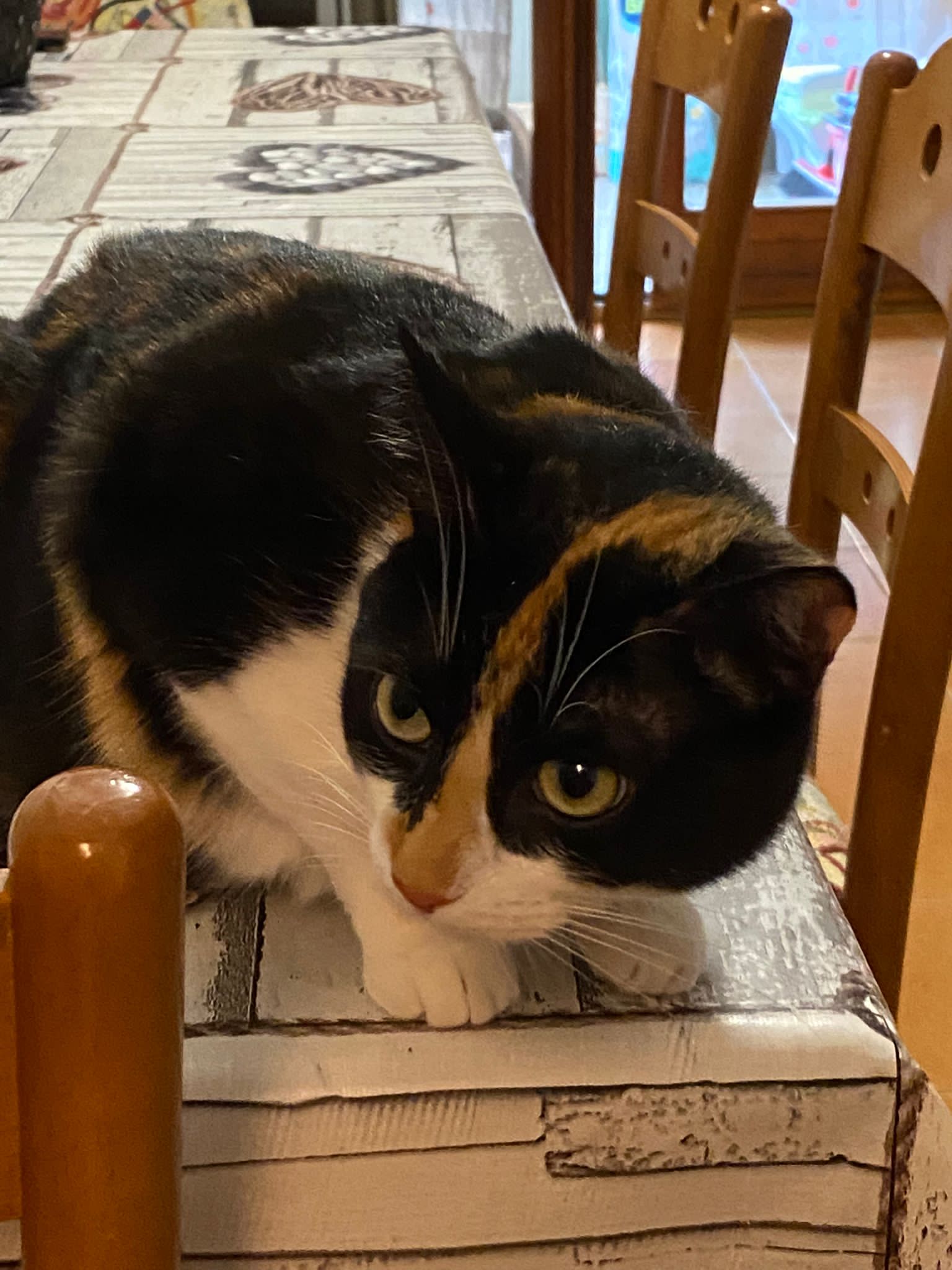 Mia
