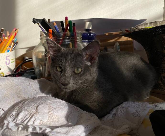 micio