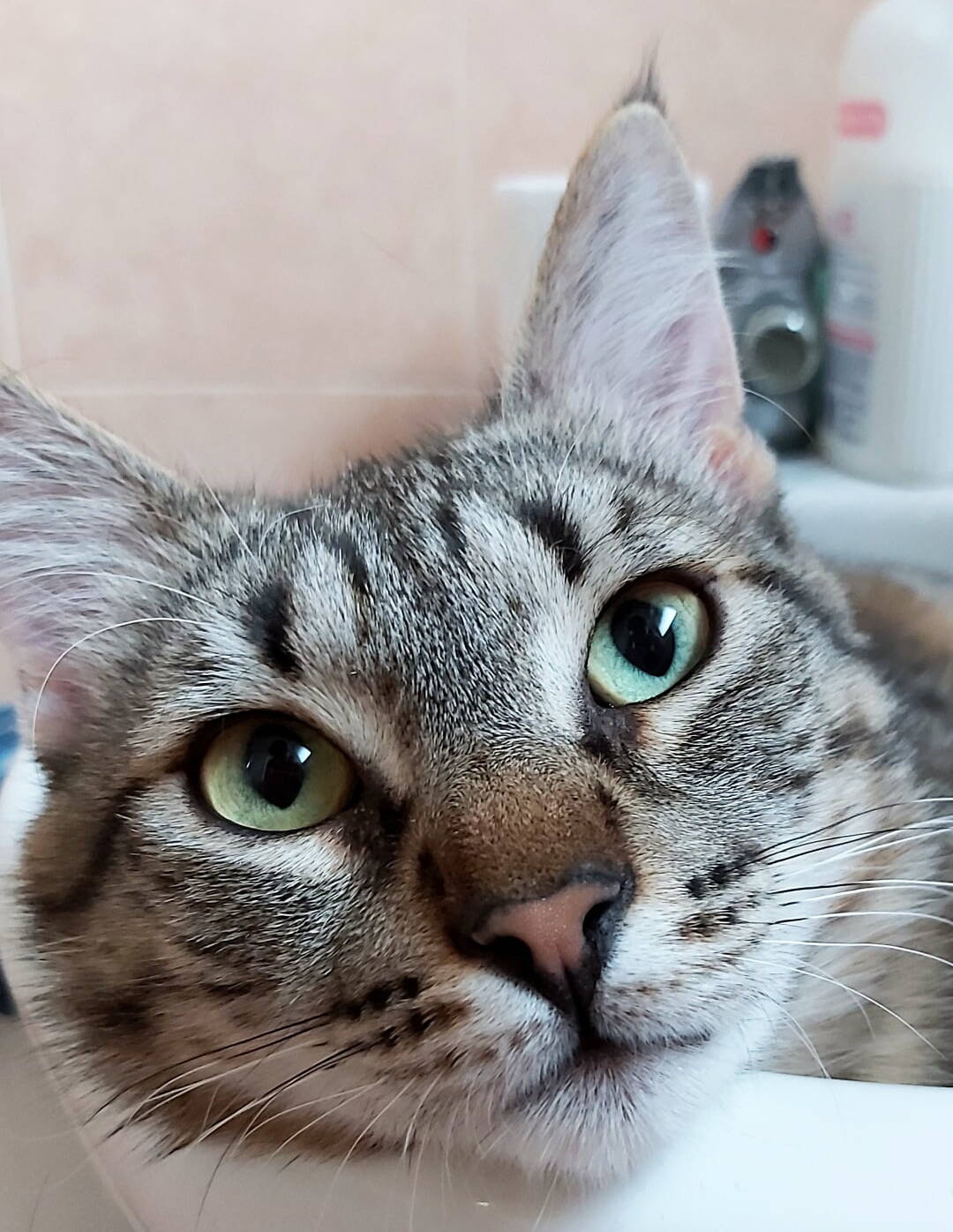 Gino