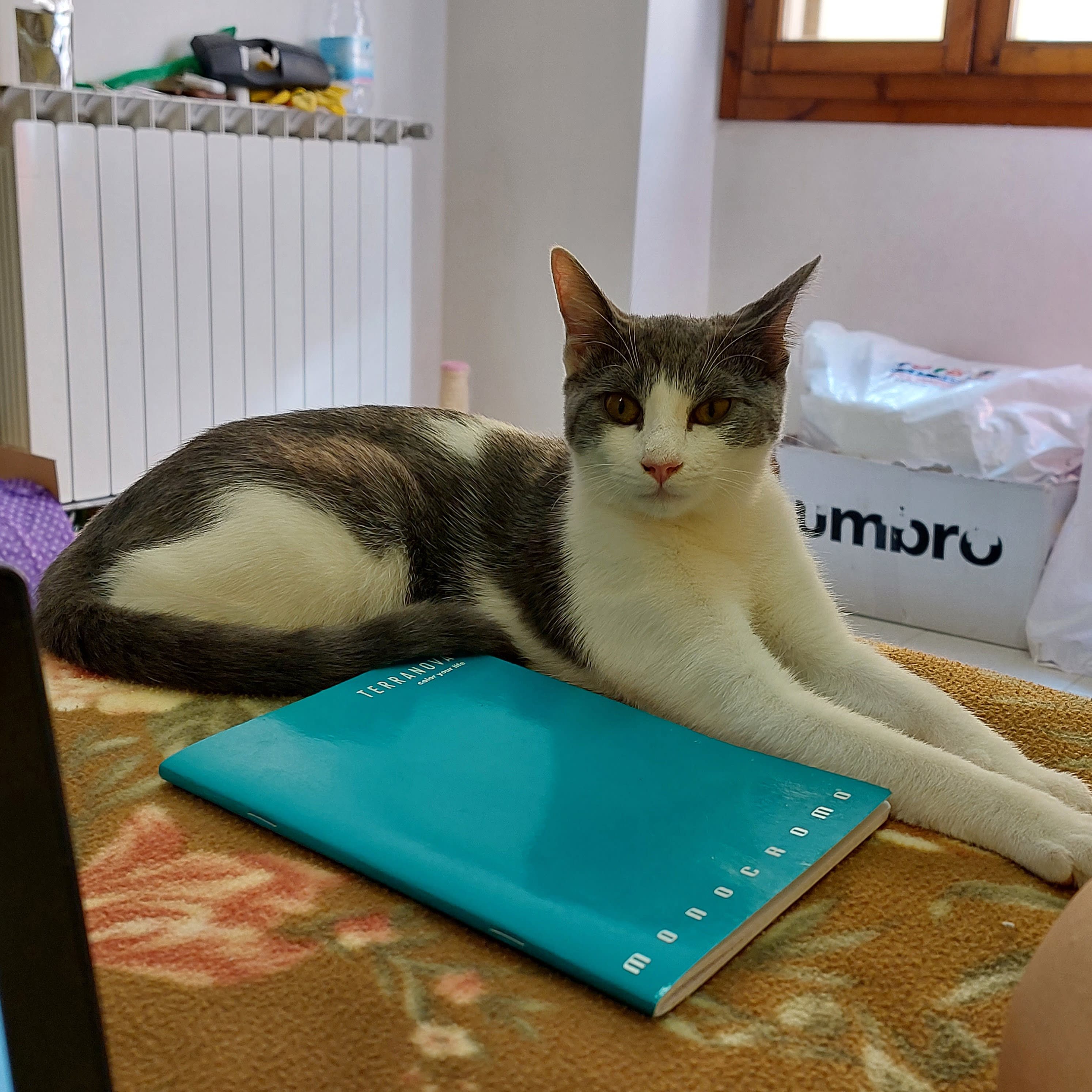 Maya
