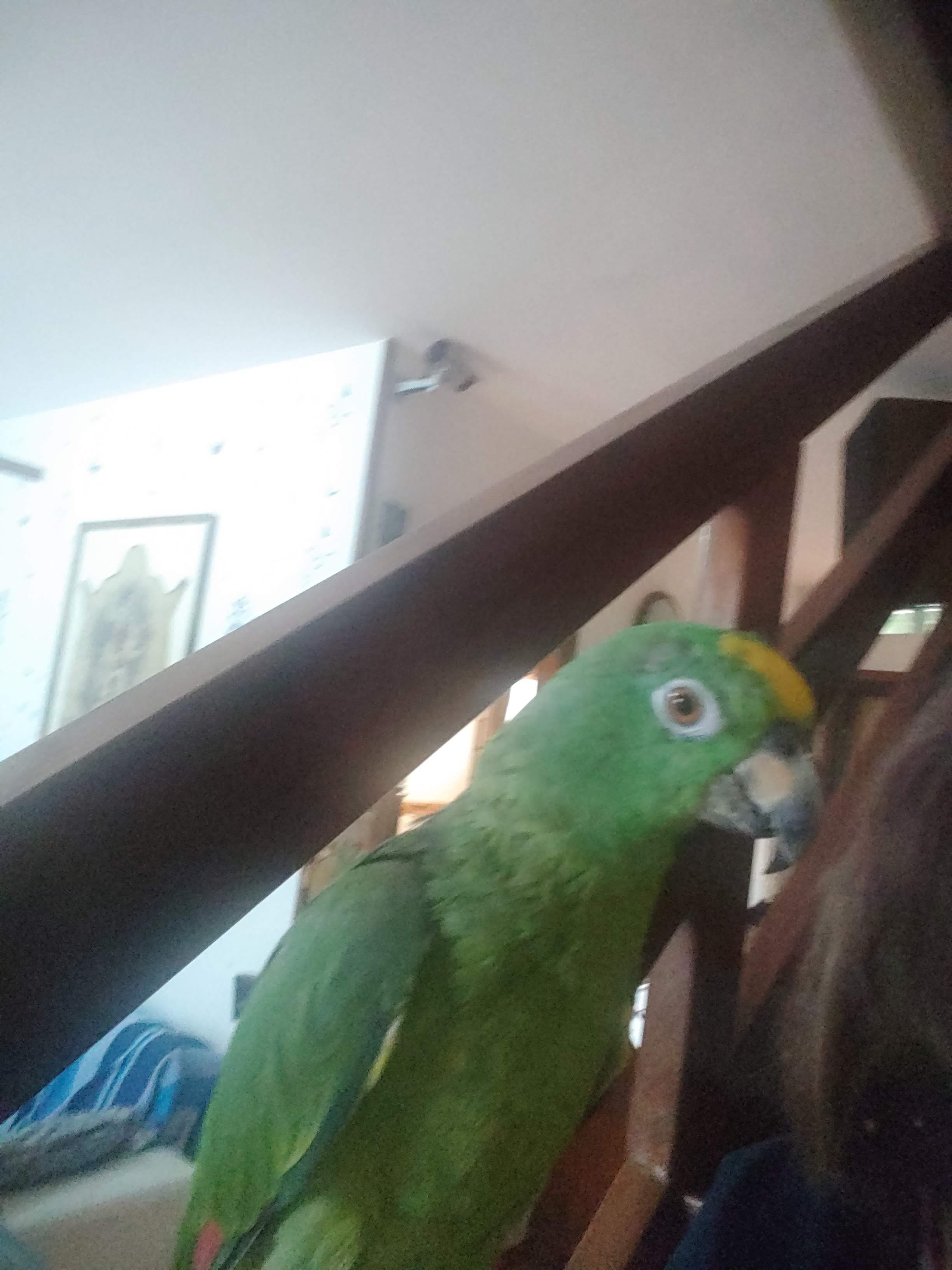 Pepe