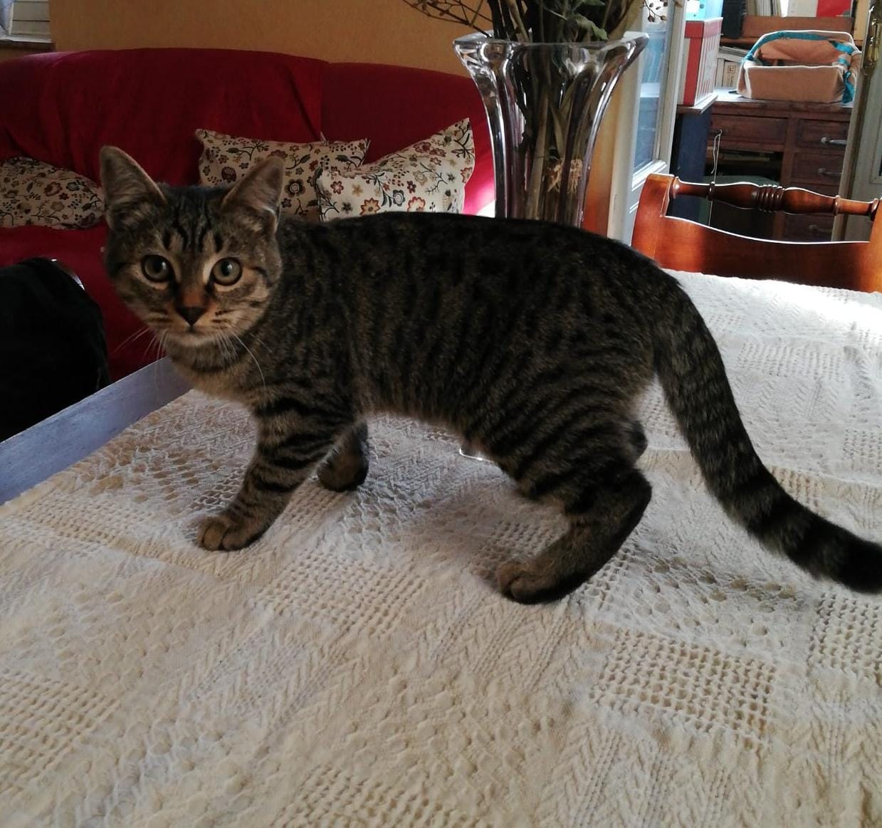 LJUBA